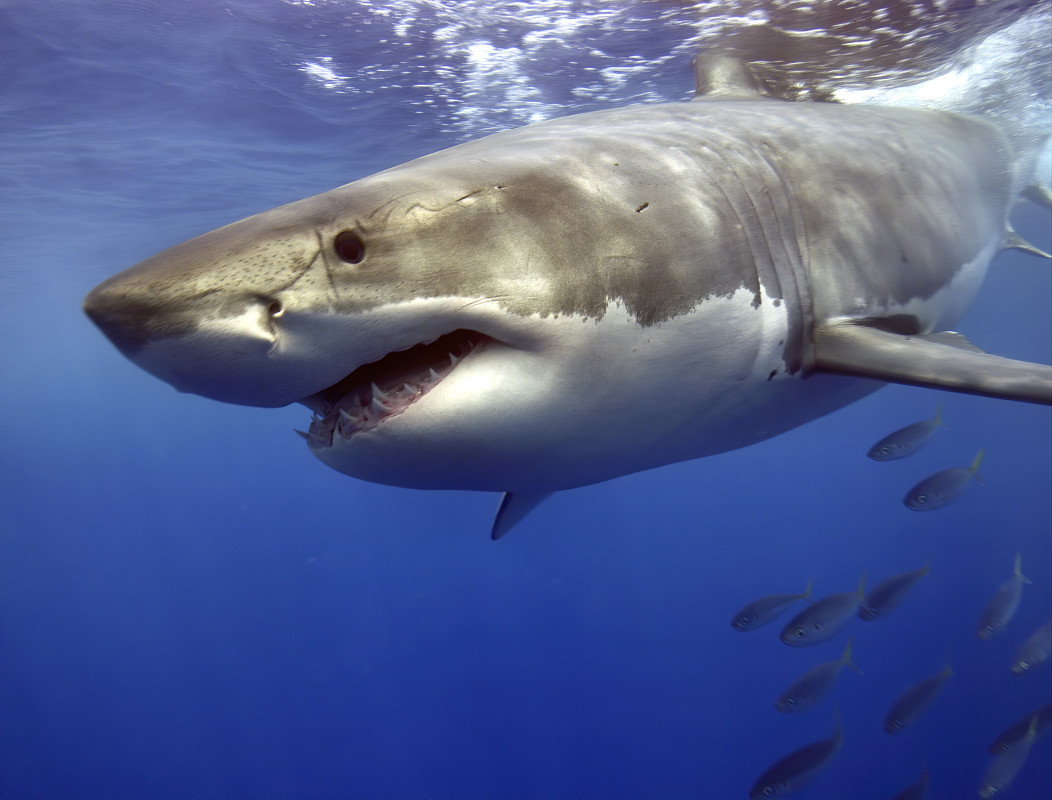 Video: First-Ever Footage of Newborn Great White Shark Captured by Scientists