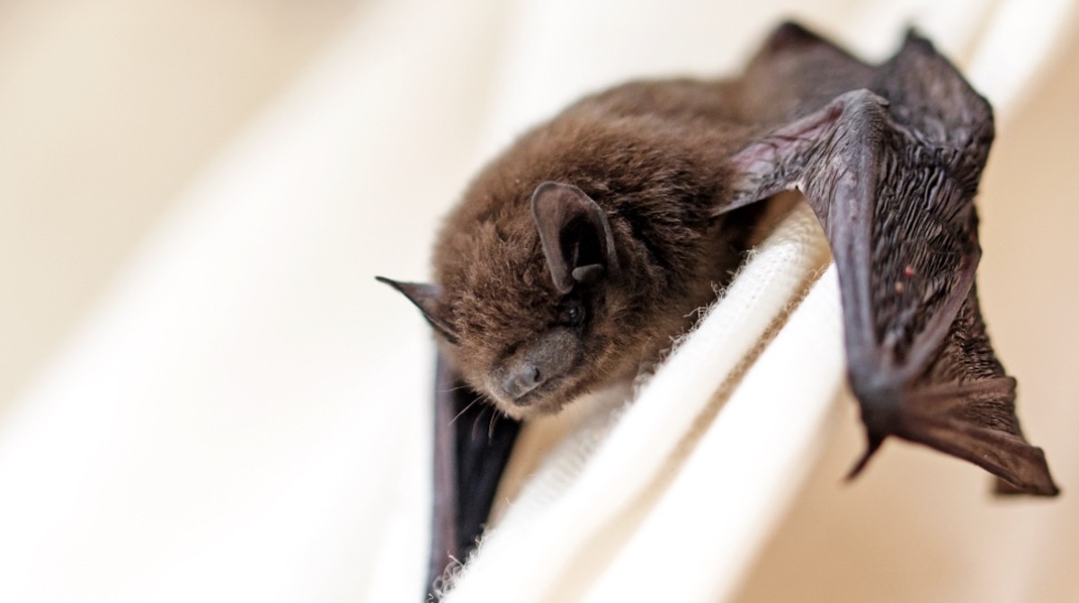 College Students Share Skin-Crawling Videos of Dorm Infested With Bats