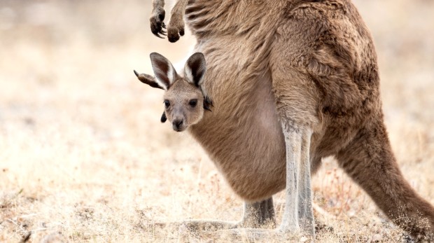 Video Showing Inside Kangaroos Pouch Horrifies Viewers Laptrinhx News 1316