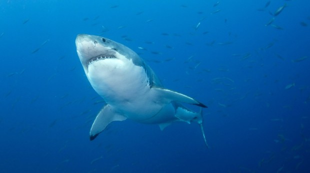 Popular U.S. Beach May Have World's Highest Density of Great Whites