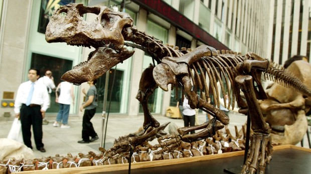 Rare Fossil Captures Ancient Mammal Attacking Larger Dinosaur