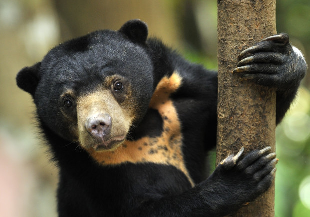 Chinese Zoo Denies That Bear Is Actually Human in Costume