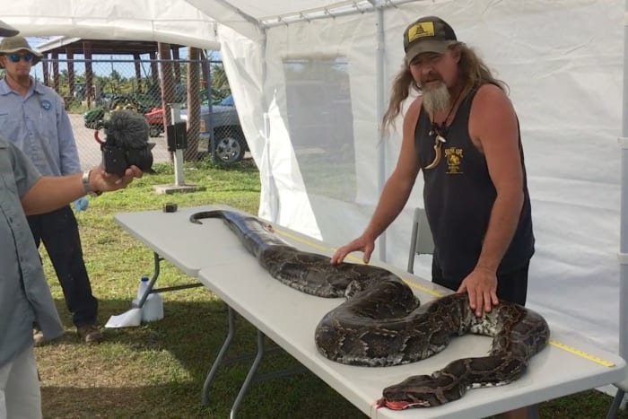 Python killed by ‘elimination’ hunter is a record, stretching nearly 17 ...