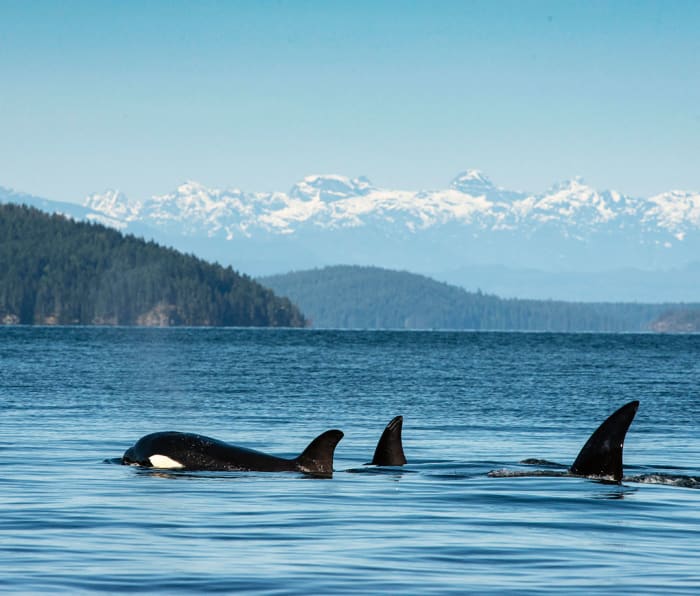 Exploring Coastal British Columbia Aboard a Touring Tugboat - Men's Journal