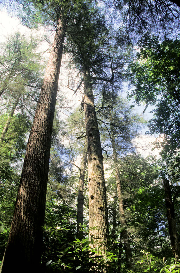 slickrock creek trail