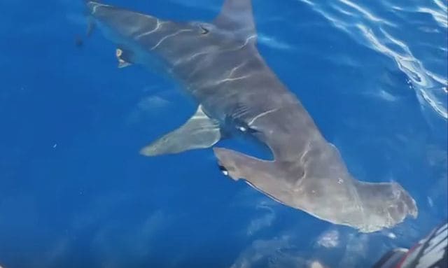 Hammerhead shark bites diver off Southern California - Men's Journal