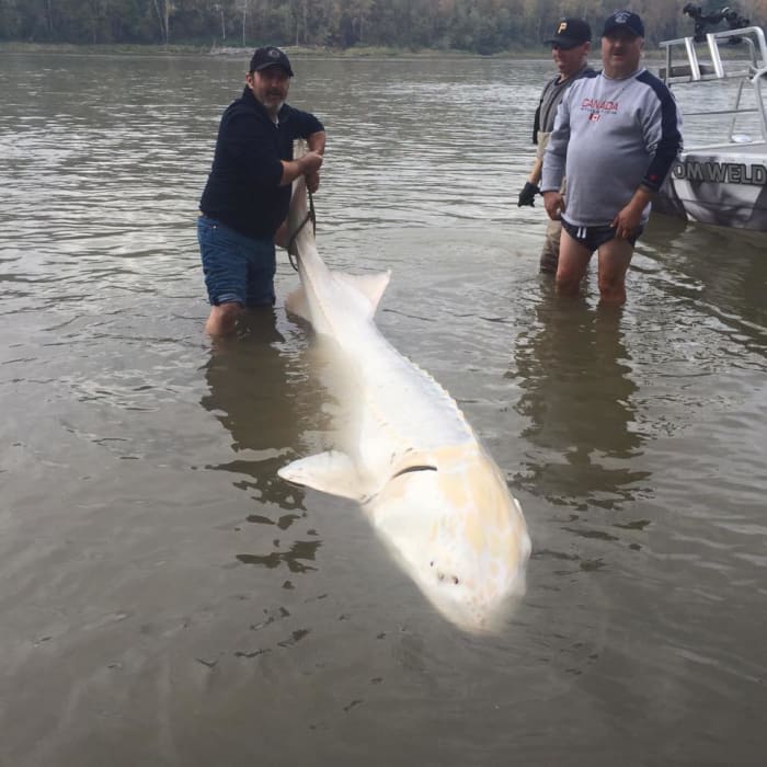 Rare Albino Sturgeon, Possibly the World’s Biggest, Caught on Fraser ...