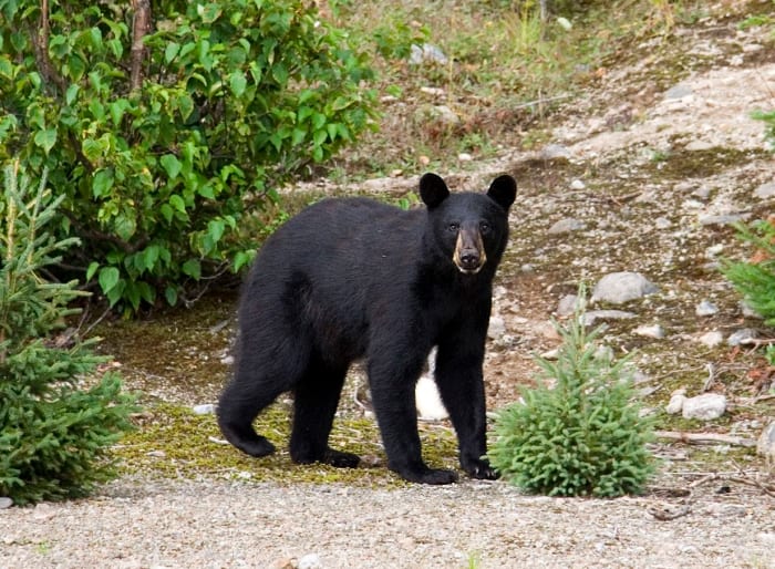 Black bear attacks hiker; ‘I couldn’t believe this was happening to me ...