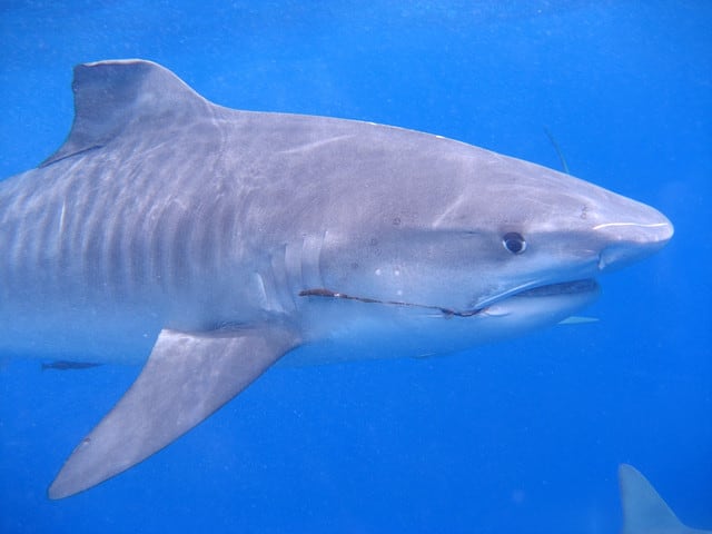 Diver Attacked By Tiger Shark, Uploads Video 