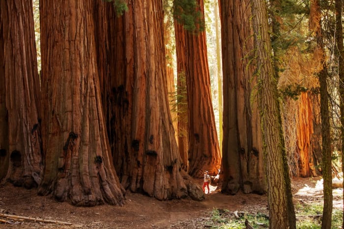 Sequoia National Park's Best Adventures and Tree Therapy | Men's ...