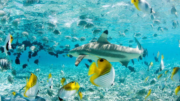 The 10 Best Places on Earth to Watch, Dive, and Swim With Sharks - Men ...