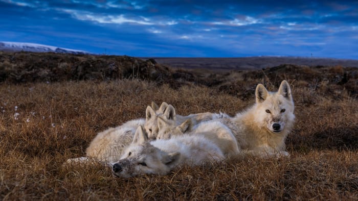 Nat Geo Photographer Ronan Donovan on Tracking Arctic White Wolves ...