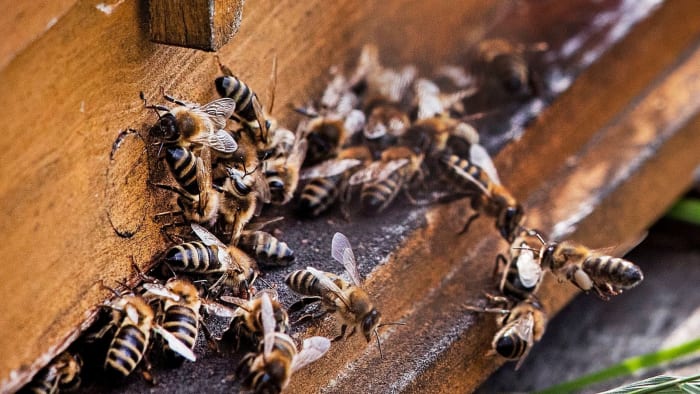 The World's Almond Milk Craze Is Killing Bees at a Staggering Rate ...