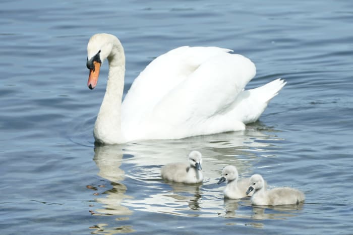 Syracuse Teens Arrested After Local Swan Was Kidnapped, Eaten - Men's 