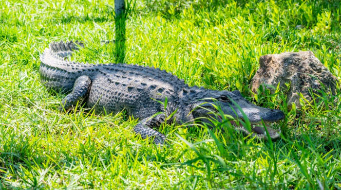 Video of MMA Fighter Wrestling Gator Outside Florida Elementary School ...