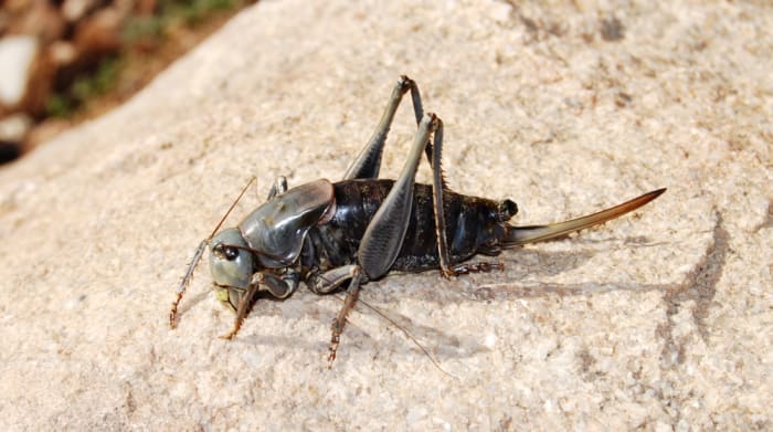 Mormon Cricket Infestation Terrorizes Nevada Residents - Men's Journal