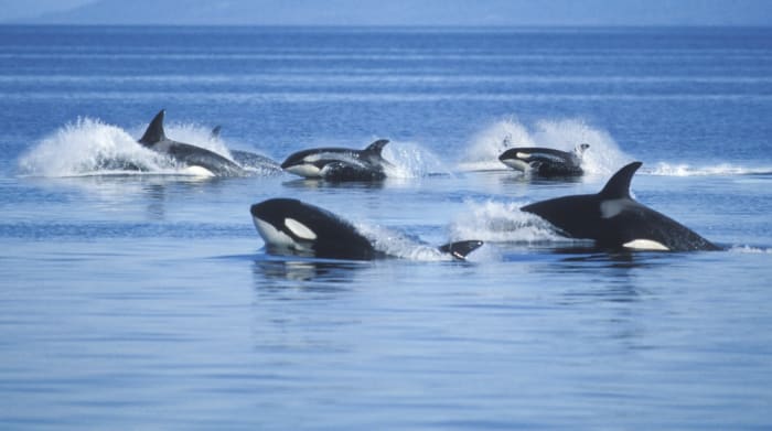 Video Shows Pod Of 30 Killer Whales 'Playing' In Monterey Bay - Men's ...