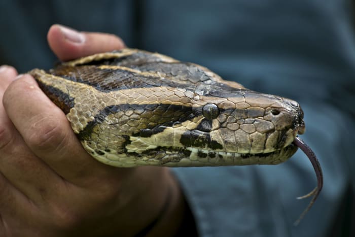 Python Hunters Capture the Largest Snake in Florida History - Men's Journal