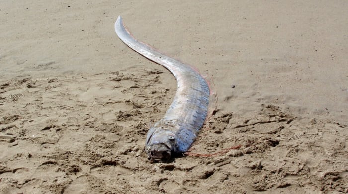 Giant 'Doomsday' Oarfish Encountered By Divers In Taiwan - Men's Journal