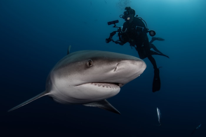 Great White Shark Chomps On Diver's Head In GoPro Footage - Men's Journal