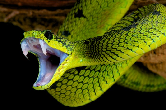 New Study Shows More Snake Bites Connected To Higher Temperatures - Men ...