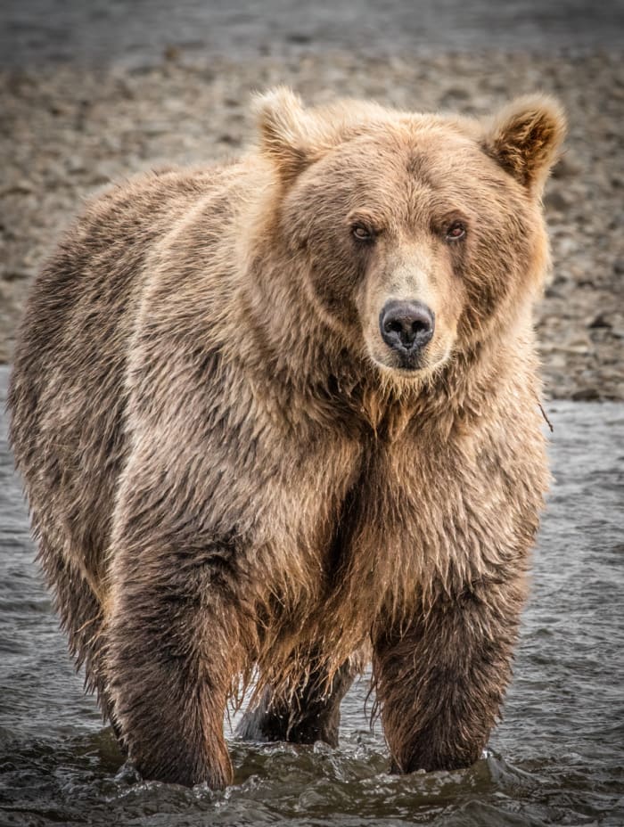 How Close is Too Close: Fear and Danger When Photographing Brown Bears ...