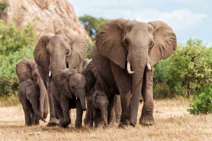 Botswana Threatening to Deport Elephants to Germany Over Hunting Fight ...