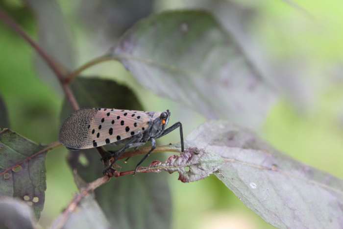 How to Protect Trees from Invasive Species of Insects - Men's Journal ...