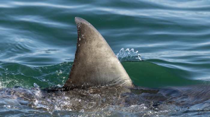 Forklift Hauls Away Massive Basking Shark In Scotland - Men's Journal