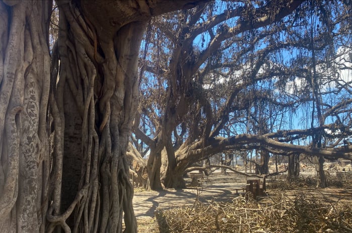 Lāhainā's Historic Banyan Tree Survives Maui Wildfires - Men's Journal