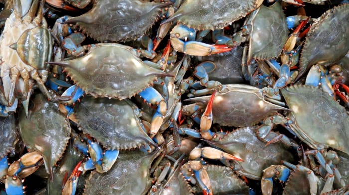 Italians Learning to Cook and Eat Invasive Blue Crab Species - Men's ...