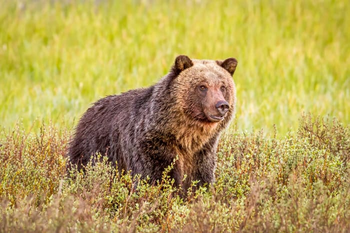 Yellowstone Is Closing Certain Areas to Tourists This Fall - Men's Journal