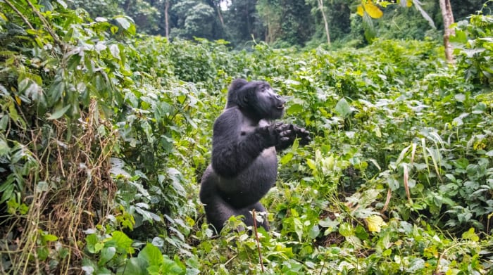 Amazing Video Shows What Gorilla Beating Chest Actually Sounds Like ...