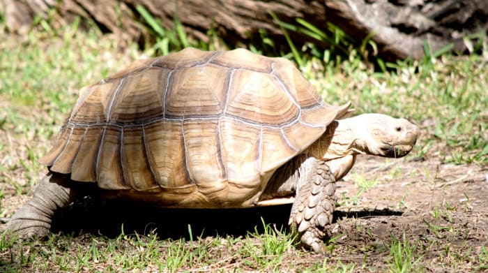 Woman Seen 'Walking' Her Enormous Pet Tortoise in NYC Park - Men's Journal