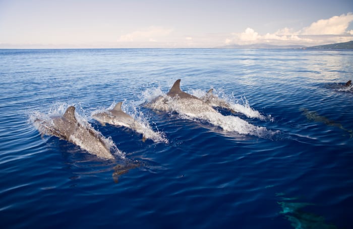 Video Shows Massive Dolphin Stampede Off California Coast - Men's Journal