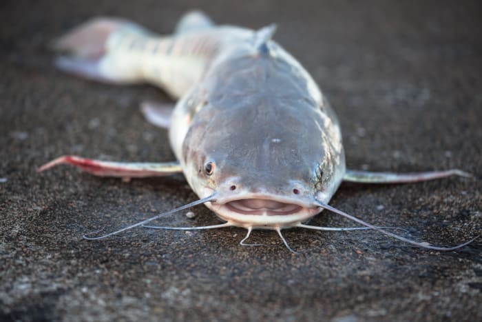 'Zombie Catfish' Are Being Found in U.S. Waterways, Pointing to a ...