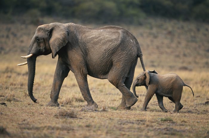 African Elephants Were Dropping Dead, Now Scientists Know Why - Men's ...