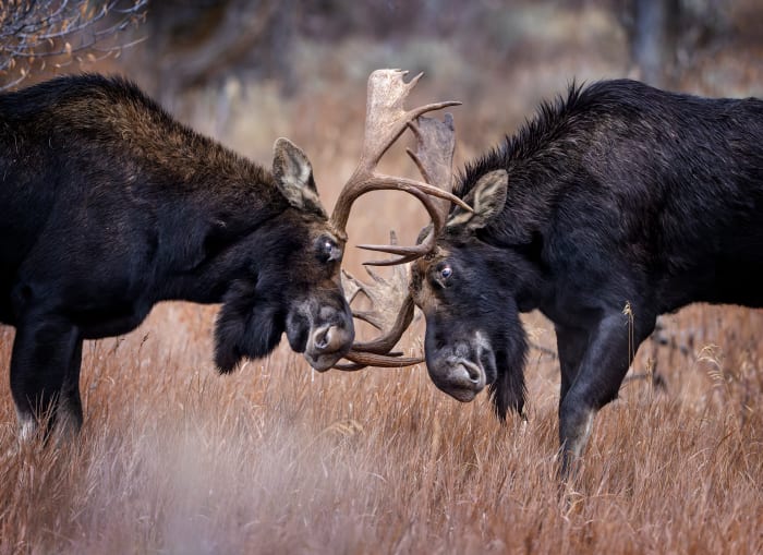 Fighting Moose Leave Homeowner With Major Property Damage - Men's Journal