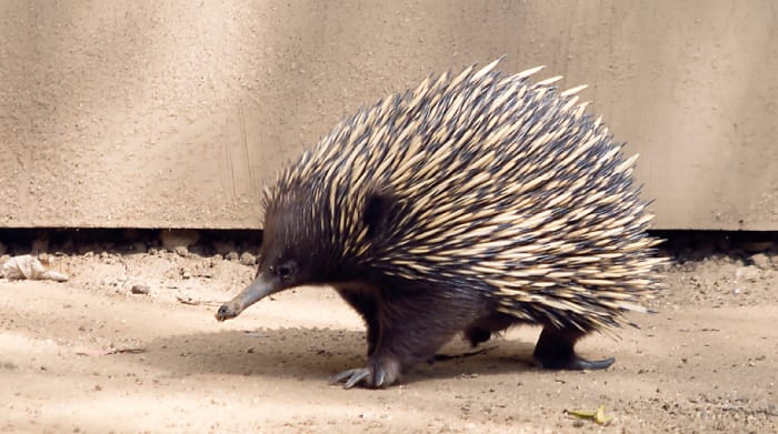 Rare Echidna Believed to Have Been Extinct Spotted for First Time in ...