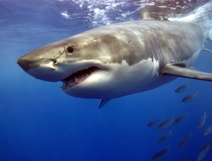 Scientists Capture Newborn Great White Shark in World-First Video - Men ...