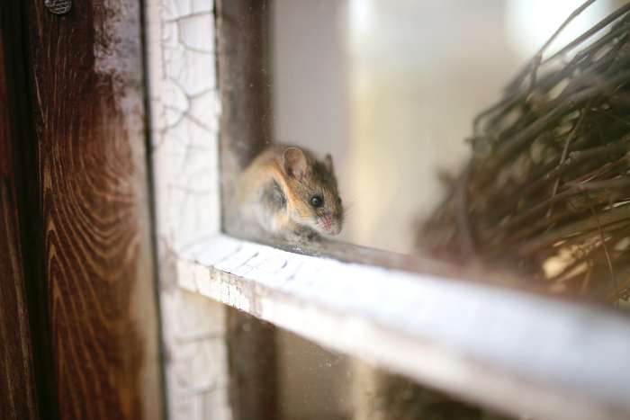 How to keep rodents out of garage in rural areas