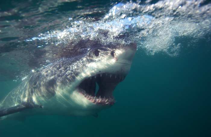 Surfer Missing After Shark Attack on Australian Beach - Men's Journal