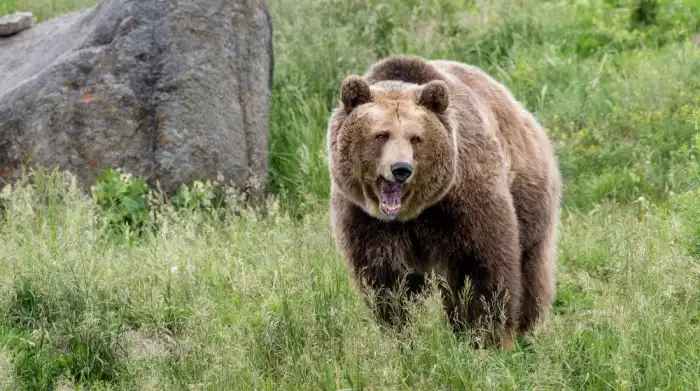 “I just remember the claws digging into my back” – runner recovering after hair clip saves her during grizzly bear attack