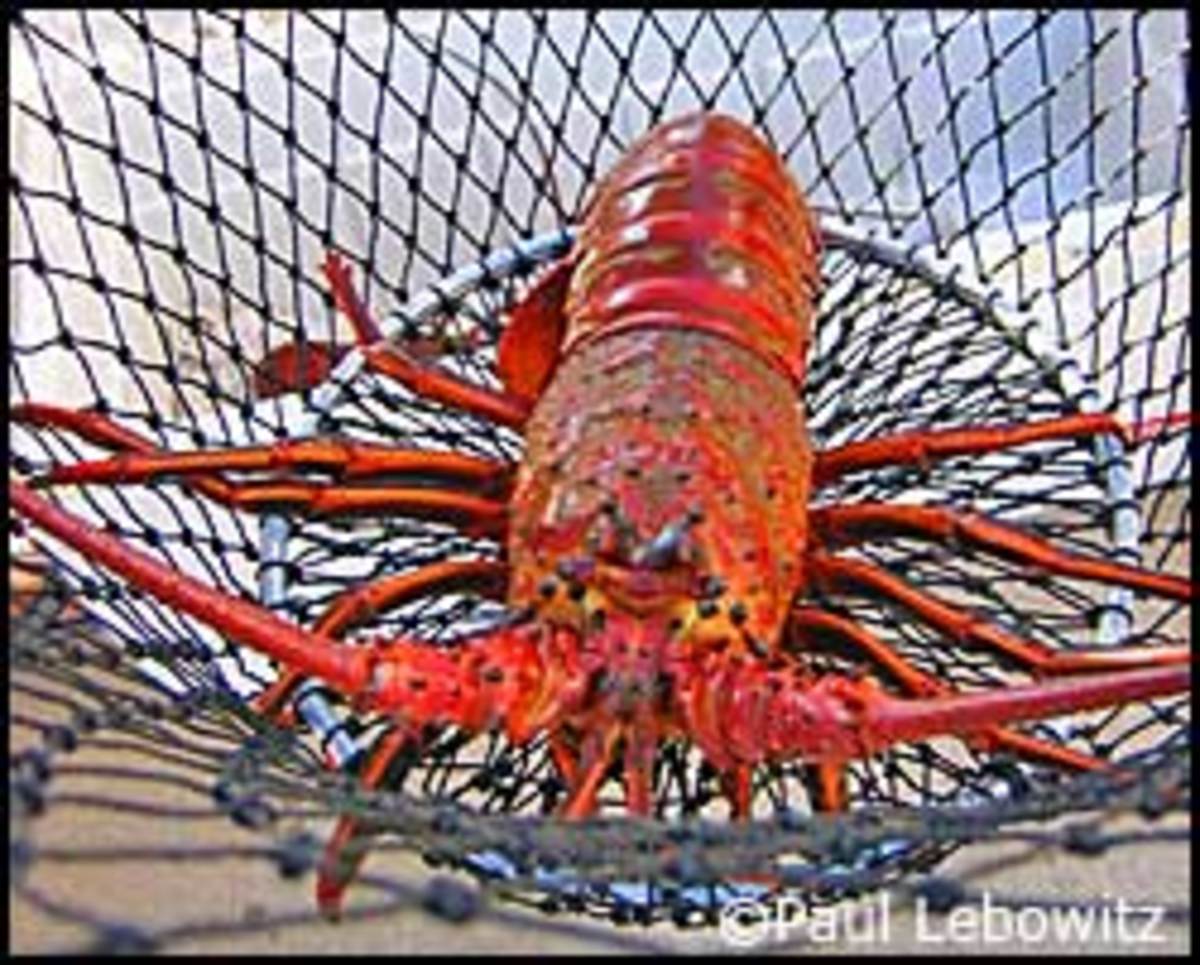 Hoop-Netting California Lobster