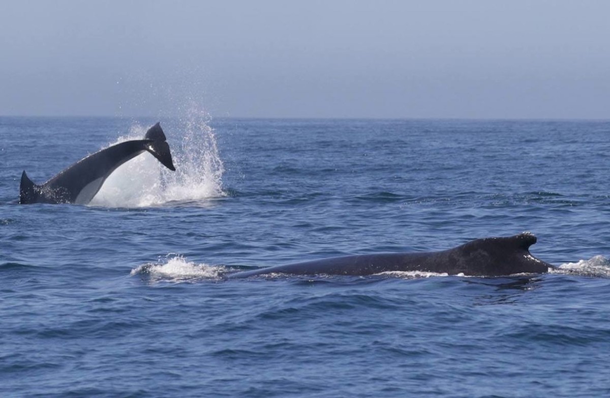 Orcas prey on baby whale, angry humpbacks respond with force; aerial ...