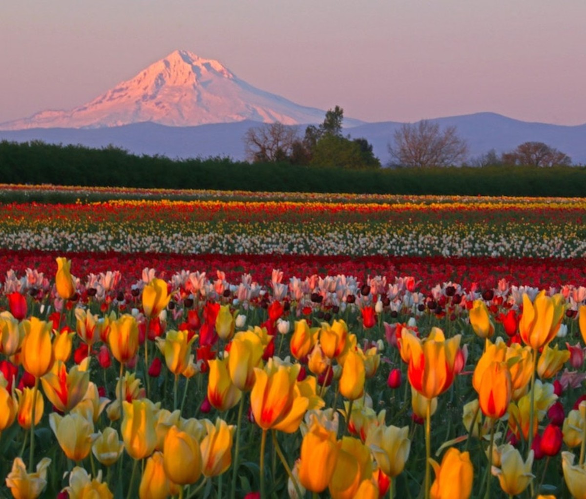 Best Tulip Fields and Festivals America: Skagit Valley Tulip Festival ...