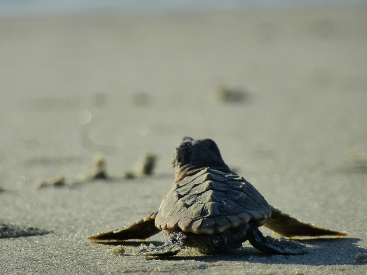 Loggerhead Sea Turtle Babies Hatch In Endless Procession - Men's Journal