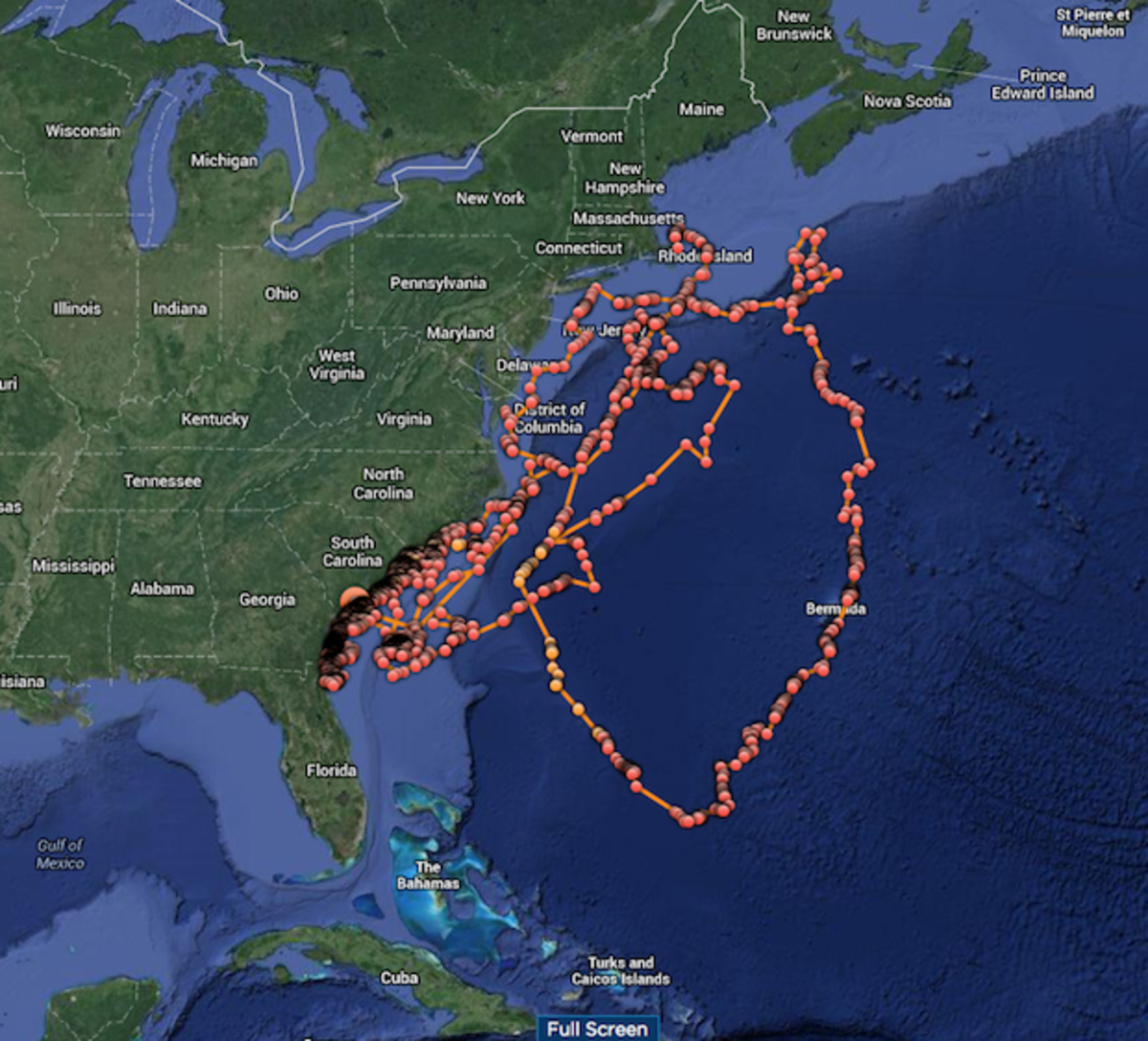 Massive great white shark journeys far into South Carolina inland ...