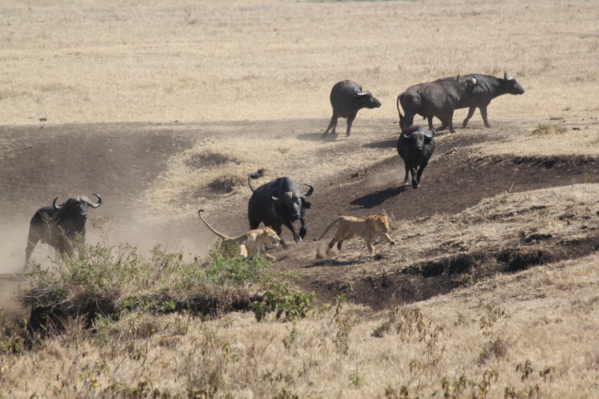 Buffalo herd saves calf from lion attack - Men's Journal