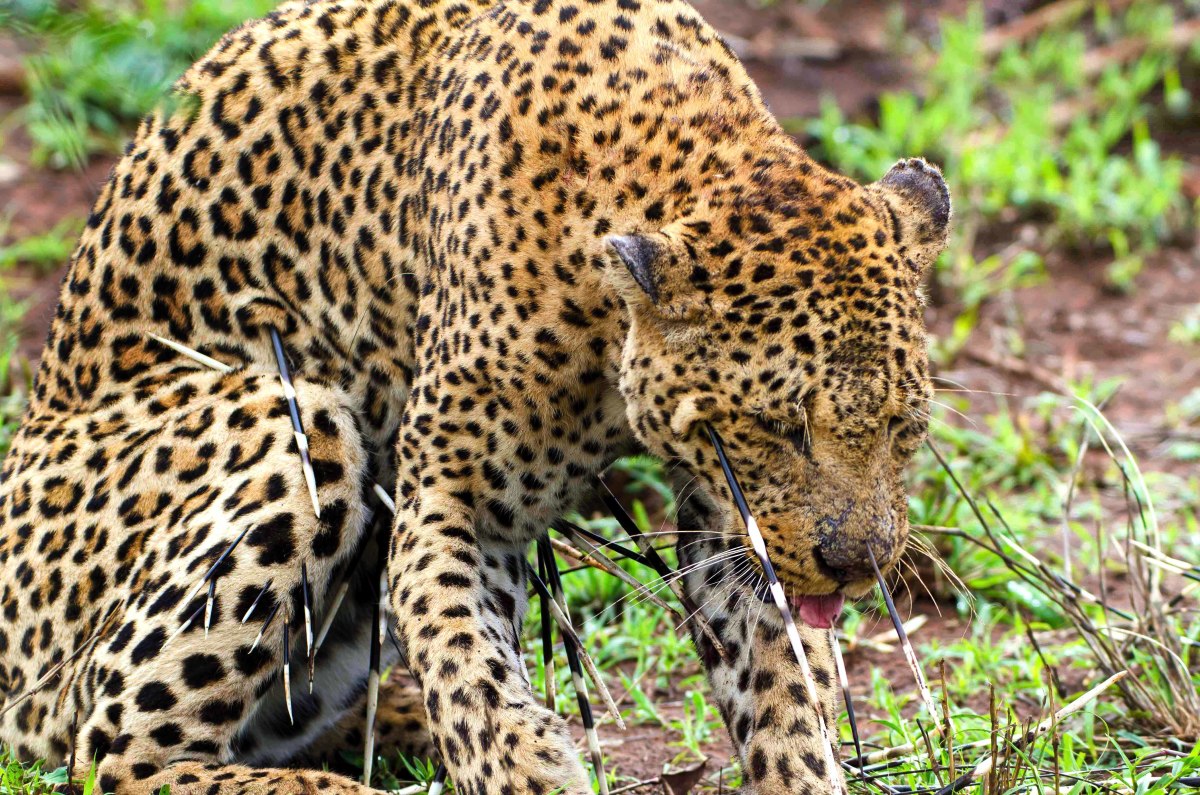 Leopard attacked by porcupine suffers painful hunting lesson - Men's ...